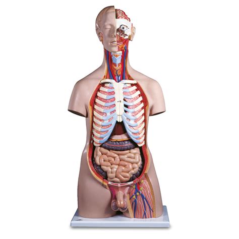 Human figure with abdominal and thoracic cavities exposed and organs displayed; The Human Torso | Medical Supplies - MEDSTORE MEDICAL