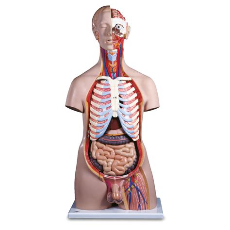 Shop for human torso anatomy models from prohealthcareproducts.com. The Human Torso | Medical Supplies - MEDSTORE MEDICAL