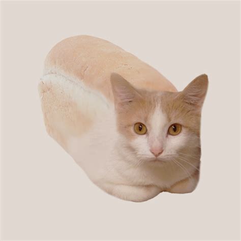 Shop wayfair for non stick bread and loaf pans that take the effort out of baking. The Catloaf | Cats | Know Your Meme