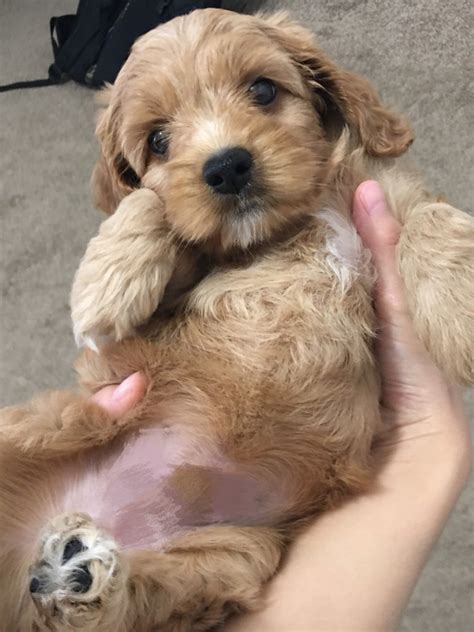 Cockapoo For Sale in Virginia (30) | Petzlover