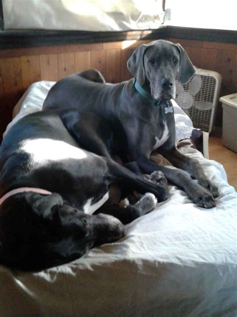 Great danes are amazingly gentle and respectful dogs as puppies and throughout adulthood. Great Danes of New Jersey