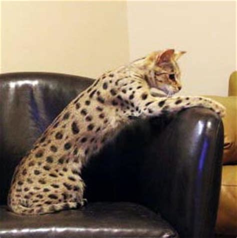 We provide resources, advice and recommendations for savannah f2 savannah cats are a much safer bet to be more of the social type than an f1. F2 Savannah Cat Price & Pictures | F2 Serval Queen ...