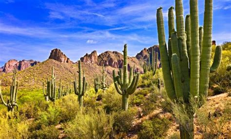 Camels store fat in the hump, not water. 8 Different Types of Cacti