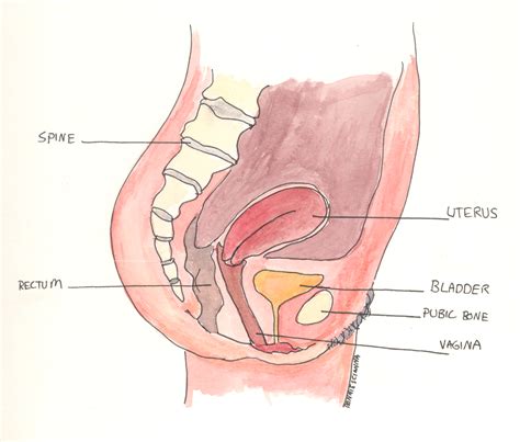 Female anatomical figure, with view of internal organs wellcome l0041292.jpg 2,848 × 4,288; File:Female anatomy side view.jpg - Wikimedia Commons