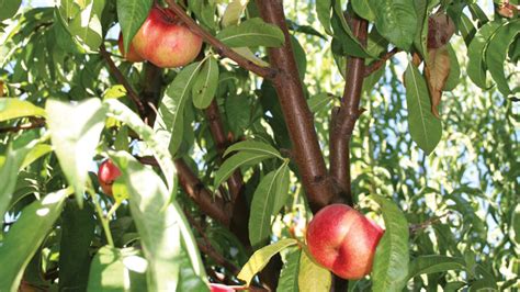 Our just fruits team selected numerous independent edible plants to put at 25% off to celebrate. State of the Industry: Stone Fruit Growers are Optimistic ...