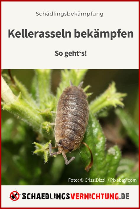 Wer ist in der branche raumausstattung, m�bel, einrichtungsgegenst�nde in grimmenstein besser? Kellerasseln in Haus und Wohnung bekämpfen: So geht's ...