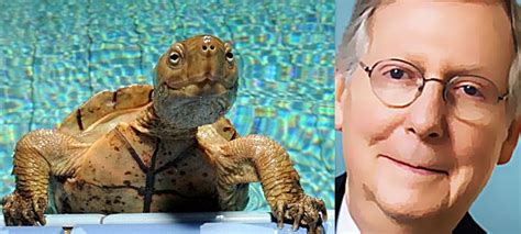 I'm mitch mcconnell and i approve of this turtle version of myself! Mitch Mcconnell is mildly turtle : mildlyturtle