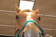 caballos caballo giphy seguridad normas