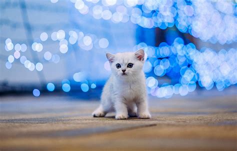Video 4k e hd pronti per qualsiasi montaggio video digitale. Wallpaper cat, white, kitty, baby, kitty, blue background ...