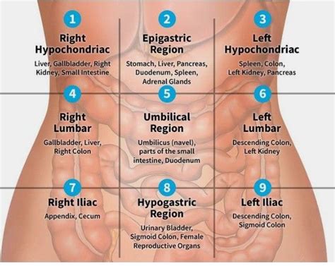 To make the location of the organs in the great abdominopelvic cavity easier, anatomists divided the abdominopelvic cavity into nine. this is how our abdomen is divided into nine regions and ...