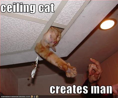 There is little more of note to say about these inventions of people who are addicted to the more banal side of the internet. Friday Funny: The Saga of Ceiling Cat | Amy Letinsky