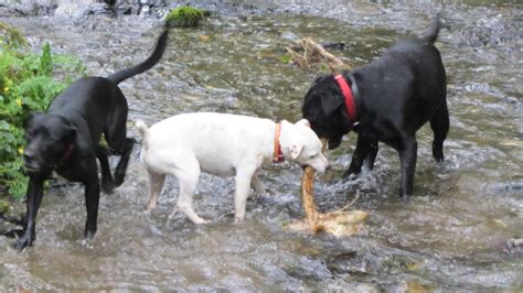 Maybe you would like to learn more about one of these? My dog throwing up in a river : misleadingthumbnails
