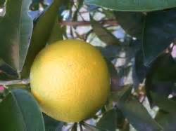 We did not find results for: Dwarf Orange Valencia Tree - Citrus sinensis