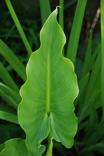 Plant fragrant oriental lilies, bright and bold asiatic lilies, or tall ot lilies this summer. Flickriver: Searching for photos matching 'calla lily ...