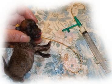 Flexible red feeding tube for puppies attaches to 1 oz. Hand Rearing Pomeranian Puppies