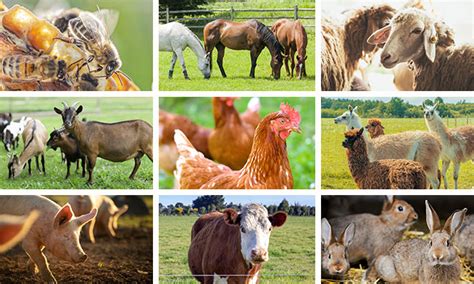 Rely on our market intelligence platform to get the latest trends on the livestock industry and anticipate the future of the sector. Rural residents invited to share feedback on livestock ...