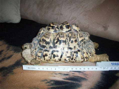 Pantherschildkröte (geochelone pardalis) von ms reptilien. Tiere Kleinanzeigen in Wittgendorf - Seite 28