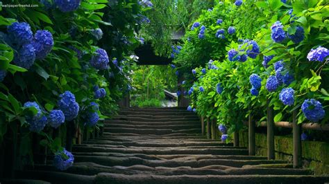 If you're in search of the best garden pictures for background, you've come to the right place. images of secret gardens | Secret Garden Wallpaper - Free ...