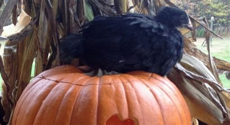 See more ideas about cats, what slideshow: Can Chickens Eat Pumpkin Seeds & Guts | Backyard poultry ...