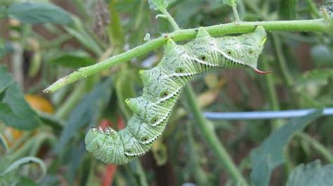 It reaches 3 1/3 to 4 inches long, when mature. Caterpillar Identification