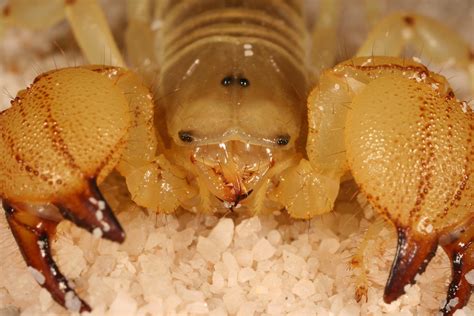 scorpion - Scorpio maurus palmatus (2) -- Macro in photography-on-the ...