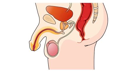 Using the international anatomical terminology. Male Reproductive System | BioNinja
