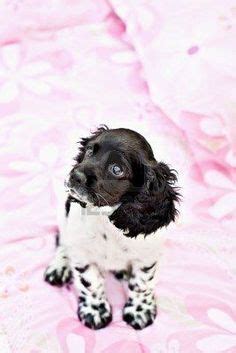 It's free to post an ad. 130 Cocker Spainels ideas | cocker spaniel, american cocker spaniel, spaniel