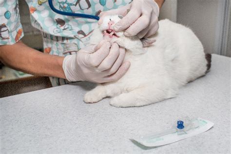 Although a little bit is nothing to worry about, if your pet is drooling an excessive amount, you may want to get him checked at the clinic. 5 Signs of Cat Dental Disease - Catster