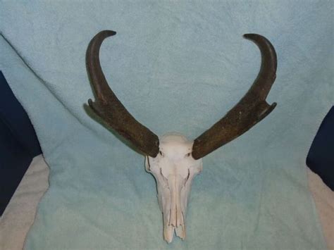 Includes heavy duty wall bracket and skull mounting bracket. Prong Horn Antelope European Mount Antelope Mount ...