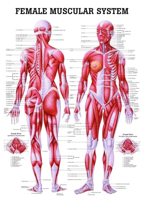 They cause motion and produce a force. Human Female Muscular System - Clinical Charts and Supplies