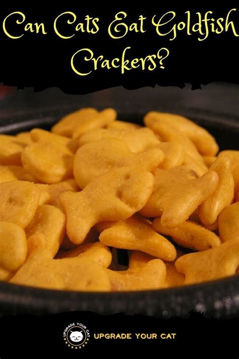 We did not find results for: Can Cats Eat Goldfish Crackers? - Upgrade Your Cat ...