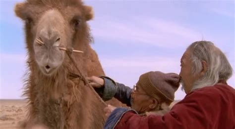 It's a rare occurrence, and the shepherds watch font=century gothicthe story of the weeping camel is a documentary about an extended family living in the gobi desert in mongolia. The Story of the Weeping Camel (2003) by P. G. R. Nair