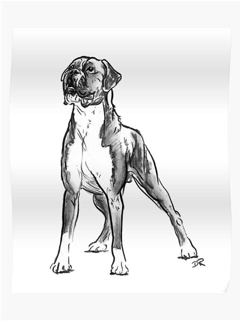 Draw a line, which will act as the center of its head. The Best and Most Comprehensive How To Draw A Boxer Dog ...