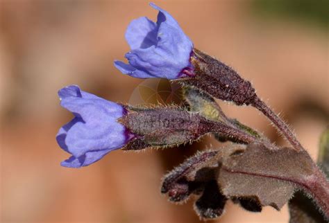 According to various estimates there may be between 10 and 18 species found in the wild. Boraginaceae