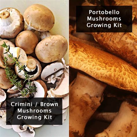 How to grow portobello mushrooms without a kit. 8 Best Edible Mushroom Growing Kit Plus Growth Tips For ...