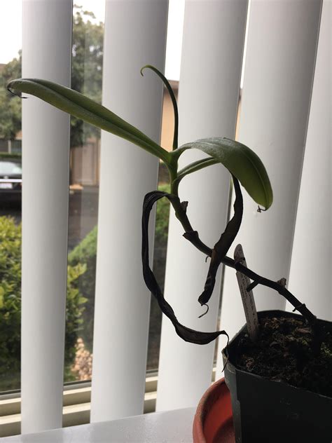 Save energy, indoor gardening, and in the greenhouse, with improved yields and quality by combining induction and/or hid grow lights with. Any advice for this N. glabrata x spathukata hybrid ...