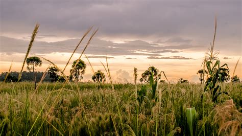 Grass Fields landscape in Argentina image - Free stock photo - Public Domain photo - CC0 Images