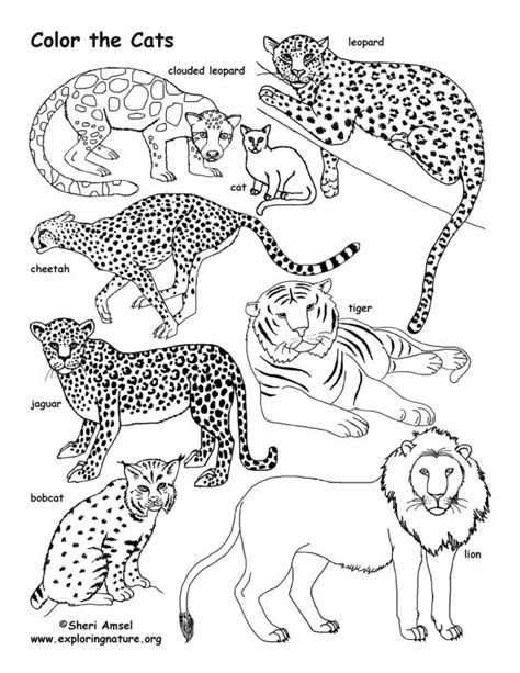 Check spelling or type a new query. Cat Family - Coloring Nature