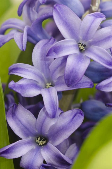 Hi, i have a bed of hyacinth that were half blue flowers and half pink flowers last year. Growing Hyacinth | ThriftyFun