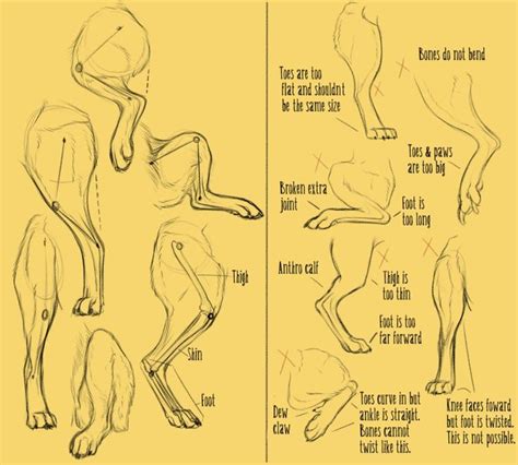 See more ideas about dog drawing, dog art, animal drawings. 100 best images about Art Reference - Animal Anatomy on ...