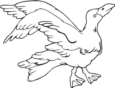 Use these images to quickly print coloring pages. Seagull Coloring Page at GetColorings.com | Free printable ...