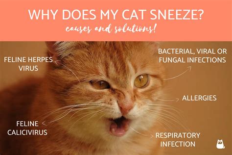 Just like in humans, cats sneeze because it is their body's means of ridding the irritation. Why Does My Cat Sneeze? - Causes and Solutions!