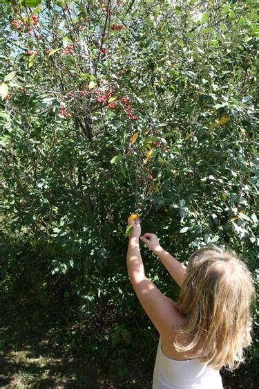 Add 1 cup of water 8 cups of berries and bring to a boil. Learn to Identify Amazing Autumn Olive with Jam Recipe ...