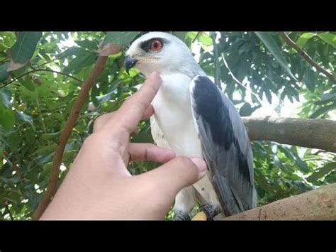 We did not find results for: Burung Elang Asli Indonesia Yang di Lindungi - YouTube