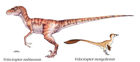 How excited are you to see this? Curiosidades jurássicas: Velociraptor sornarensis e nublarensis (Jurassic Park)