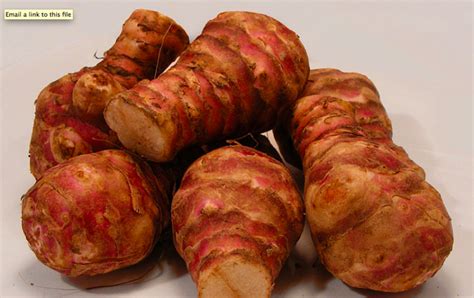 Plants can be found growing wild from kansas north to minnesota and as far east as nova scotia in canada and central usa. All About the Little Known Jerusalem Artichoke Plant ...