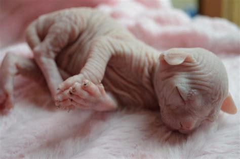 In fact, there are even xoloitzcuintle/mexican hairless breeders who help with xoloitzcuintle/mexican hairless rescue. Hairless Cat For Adoption - The W Guide