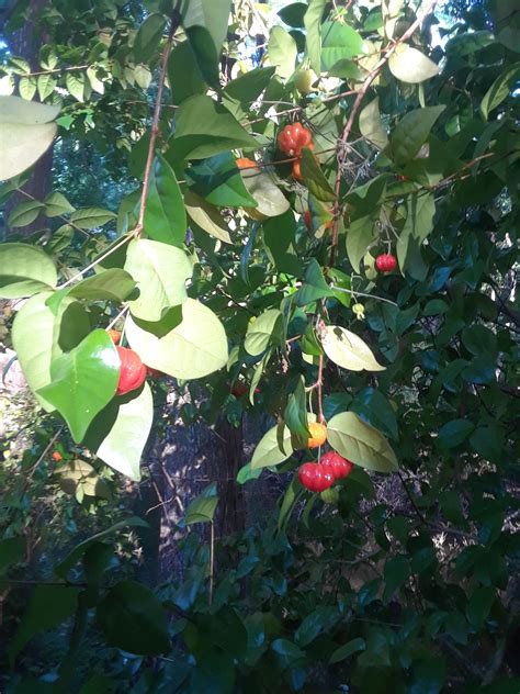 The fruit may be seedless, or may contain a number of small seeds. Some type of fruit tree? (More info/pics in comments ...