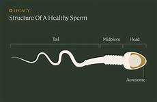 sperm morphology semen anatomy abnormal analysis parameters