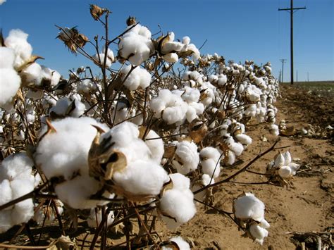 India's cotton farming area doubles to 92 lakh hectares